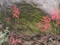 kwiat_647