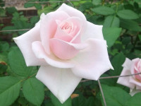 kwiat_648