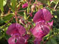 kwiat_651