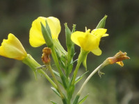 kwiat_653