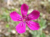 kwiat_654