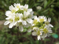 kwiat_655