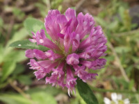 kwiat_656