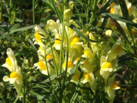 kwiat_658