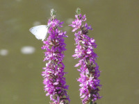 kwiat_659