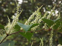 kwiat_660