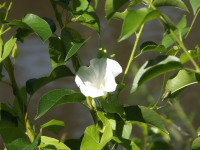kwiat_661