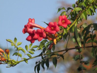 kwiat_662