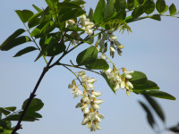 kwiat_663