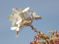 kwiat_668