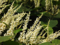 kwiat_669