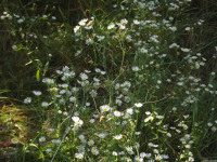 kwiat_670