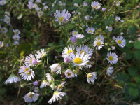kwiat_672