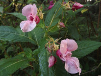 kwiat_673