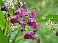 kwiat_674