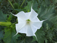 kwiat_675