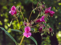 kwiat_677
