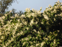 kwiat_678