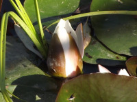 kwiat_679