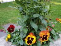 kwiat_681