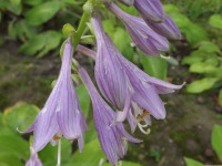 kwiat_682