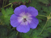 kwiat_684