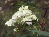 kwiat_685