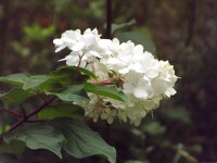 kwiat_686