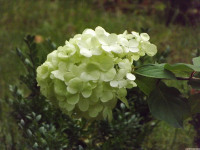 kwiat_687