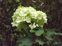 kwiat_688