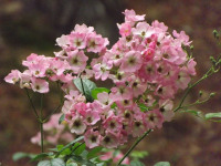 kwiat_689