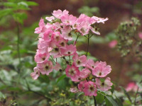 kwiat_690