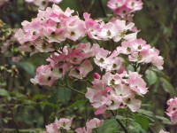 kwiat_691
