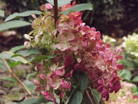 kwiat_692