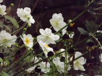 kwiat_694