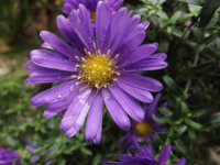 kwiat_695