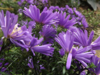 kwiat_696