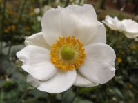 kwiat_697