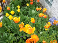 kwiat_734