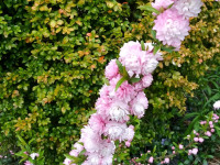 kwiat_738