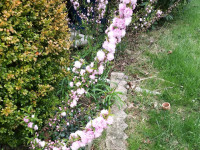 kwiat_739