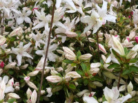 kwiat_743