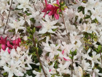 kwiat_749