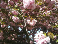 kwiat_758