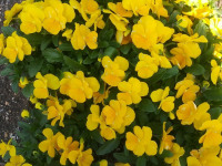 kwiat_759