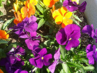 kwiat_763