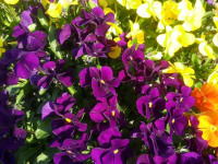 kwiat_765