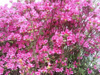 kwiat_768