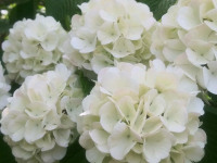 kwiat_780