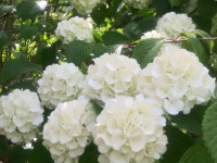 kwiat_782